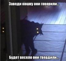 Котики удивляют и улыбают 