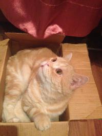 мой тоже коробочник тот еще))