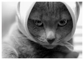 Они хотят выглядеть устрашающе 