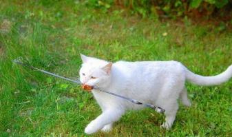 17 котов, которые пытались что-то украсть