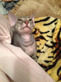 ну вот и сбылась мечта))) В нашей семье появилось это чудо))