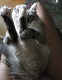 Девушки с хорошей растяжкой