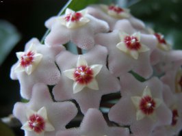 20 фантастических макрофотографий, которые откроют вам целый мир