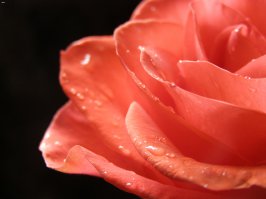 обожаю макросъемку