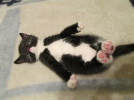 27 котов, уснувших в самых неподходящих местах 