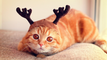 Визажист превратила свое лицо в голову оленя