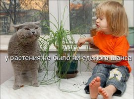 ....и шкодят на пру с младшими хозяевами...