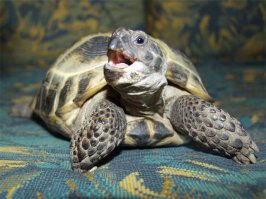 У мужа лучший друг, когда был маленьким, похоронил свою черепашку- безвременно почившую и не подающую признаков жизни- во дворе, в палисаднике под вишенкой.  Все как полагается, все честь почести, с цветочками и холмиком, промозглым осенним днем. По щеке скатилась скупая мужская слеза....
Потом он с нетерпением ждал весны, чтобы найти могилку панцирного любимца, и спасти его. Дело в том, что зимой ему из большой советской энциклопедии стало известно, что черепашки осенью впадают в спячку, а весной просыпаются)) Так он могилку бедной животинки и не нашел..... до сих пор корит себя.....