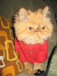 19 очаровательных котиков в свитерах