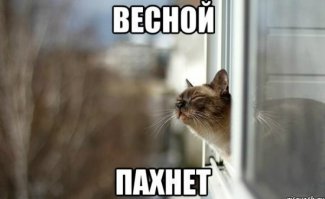 100 самых важных котофотографий всех времен