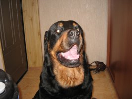 Мой любимый пес, ныне покойный((, царствие тебе собачье Бафян!!
