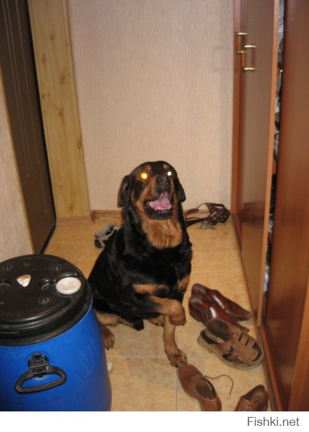 Мой любимый пес, ныне покойный((, царствие тебе собачье Бафян!!