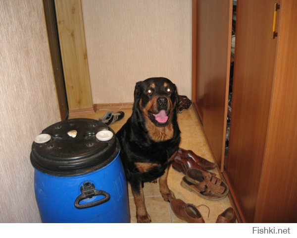 Мой любимый пес, ныне покойный((, царствие тебе собачье Бафян!!