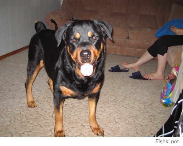 Мой любимый пес, ныне покойный((, царствие тебе собачье Бафян!!