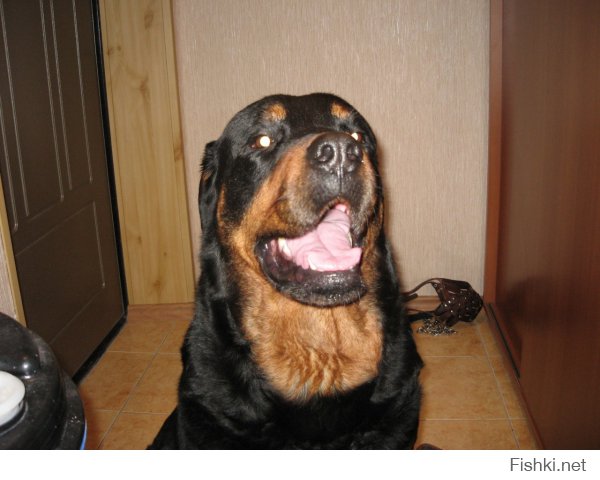 Мой любимый пес, ныне покойный((, царствие тебе собачье Бафян!!