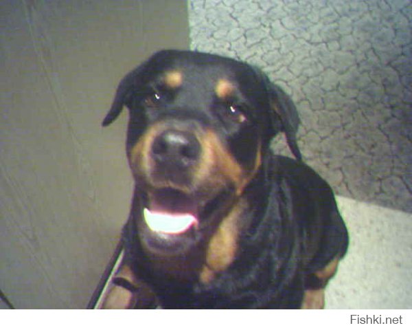 Мой любимый пес, ныне покойный((, царствие тебе собачье Бафян!!