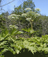 Борщевик Сосновского!