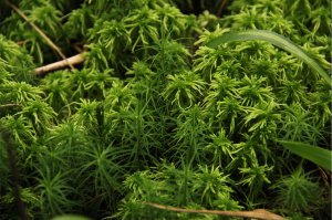 Ковры моей Родины