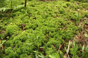 Ковры моей Родины