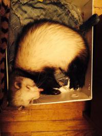 Не только коты любят коробки)