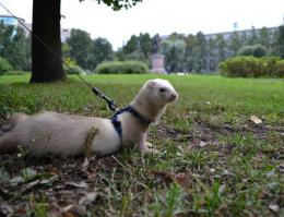 Усилиями волонтеров приюта откуда я ее забрала.