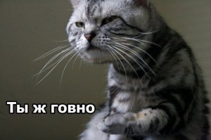 10 секретов успеха самого богатого кота