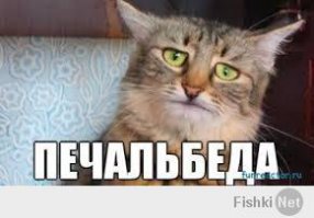 16 котов, понимающих, что значит похмелье