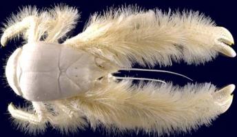 Этот друг интереснее) Был случайно обнаружен в 2005 году на глубине 2 400 метров. Его панцирь покрыт «мехом», из-за чего и был назван «краб-йети», научное название Kiwa hirsuta.