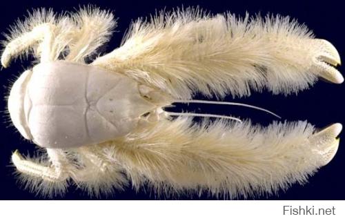 Этот друг интереснее) Был случайно обнаружен в 2005 году на глубине 2 400 метров. Его панцирь покрыт «мехом», из-за чего и был назван «краб-йети», научное название Kiwa hirsuta.