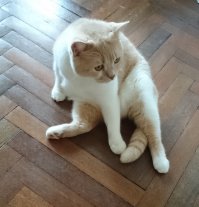 Я кота своего на авито нашла, взрослого (3года ему было) Хозяйка наигралась и повесила объявление,  что или заберите кто-нибудь или усыплю через сутки.Помчались забирать. Уже 4й год мой котей у нас живет. И не важно котенка ты взял или взрослое животное.Главное понимать, что он живой и требует заботы.
