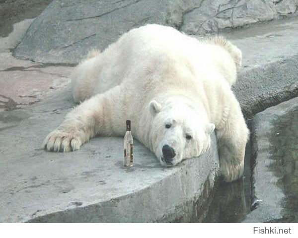 В силу последних событий может лучше год белого медведя?