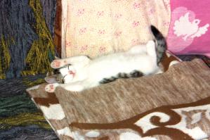 Коты - насколько же это сложные и непонятные существа!