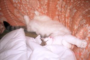 Коты - насколько же это сложные и непонятные существа!