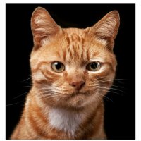 Этот кот что то подозревает.