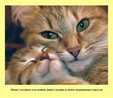 Ну вот хз-хз, моя иногда так спрыгнет со шкафа или из-за угла на ногу нападёт, что обделаться можно.