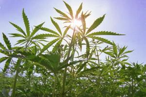 Это вы семенами занимаетесь (с)