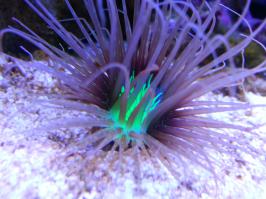 А у меня в рифовом аквариуме, каждый день, что-то необычное и странное происходит. То синелапые отшельники линяют, то крабы кораллы пересаживают, то ложнохромис королевский с собакой биколор за корм дерутся, то еще что-нибудь интересное происходит. В хорошо организованном рифовом аквариуме, с живыми камнями живет порядка нескольких тысяч видов живых организмов. И все это постоянно борется за жизнь, вытесняет друг-друга, жрет и вымирает.