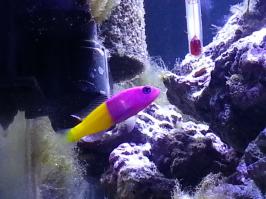 А у меня в рифовом аквариуме, каждый день, что-то необычное и странное происходит. То синелапые отшельники линяют, то крабы кораллы пересаживают, то ложнохромис королевский с собакой биколор за корм дерутся, то еще что-нибудь интересное происходит. В хорошо организованном рифовом аквариуме, с живыми камнями живет порядка нескольких тысяч видов живых организмов. И все это постоянно борется за жизнь, вытесняет друг-друга, жрет и вымирает.