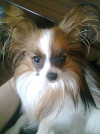 Моя Фенечка)) Маленькая, но храбрая и очень добрая девочка)