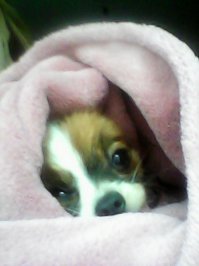 Моя Фенечка)) Маленькая, но храбрая и очень добрая девочка)