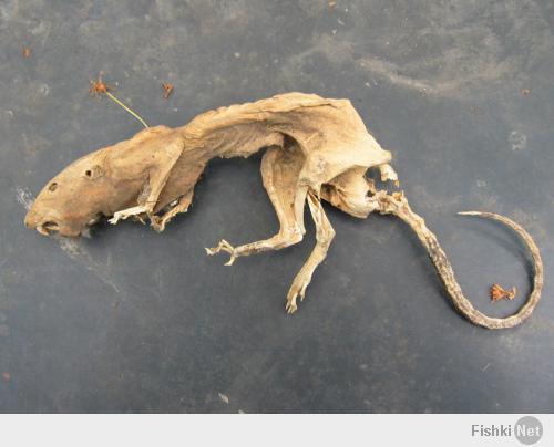 Вот еще в коллекцию: мумия крысы из задней сидушки автомобиля: