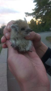 Волгоград.Нашел на набережной.Спокойно отреагировал на фотосьемку :-)