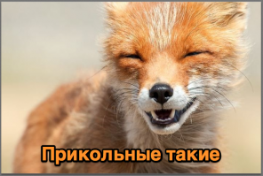 7 красивейших видов лисиц