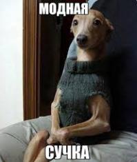 Коты-наше няшное "фсе". Любителям собак посвящается