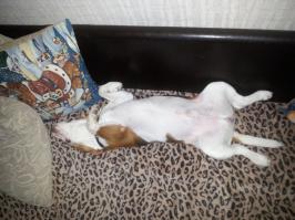 Бигль- это 3,14здец, а не проста самая шумная собака.Очень красивый и милый песик наводит столько шороху, что даже и представить сложно. Никогда не заводите эту собаку в квартире, ну если вы конечно не поклонник стиля минимализма в интерьере и не паритесь по поводу дорогой обуви и вещей.Личный опыт (несмотря на то, что имеем закрытый двор) - диван - 2шт; обувь - 12-16 пар; обои - 25 кв.м. , шкаф - 1,5 ; носок- около 200 , ремень кожаный - 6 шт , игрушка детская - N шт.но надкусил все что были, смартфон - 2 шт ; поводок - 7 шт. , подушка/одеяло, матрац - около 20 и тд. и тп. Хотя не могу ни отметить, что собака имеющая очень сложный,своенравный характер , все таки очень дружелюбная, действительно сильно любит хозяев.Встречает каждый раз как с войны))). Дети просто в восторге, шалят вместе. Ждем когда пес подрастет ...)))