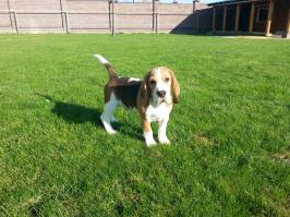 Блин ,нанять бы этого мужика моего разрушителя выдрессирвать.... Мне кажется он через пару дней плюнет и свалит))))