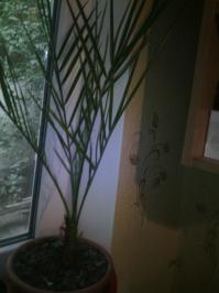 5 лет назад я его воткнул в землю.