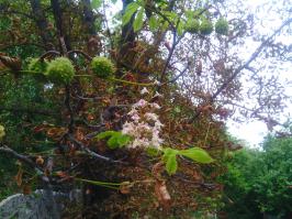 Донецк, 01.09.2014. Снова зацвёл каштан.