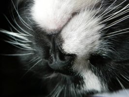 Мои собакен и коте