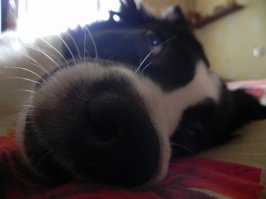 Мои собакен и коте